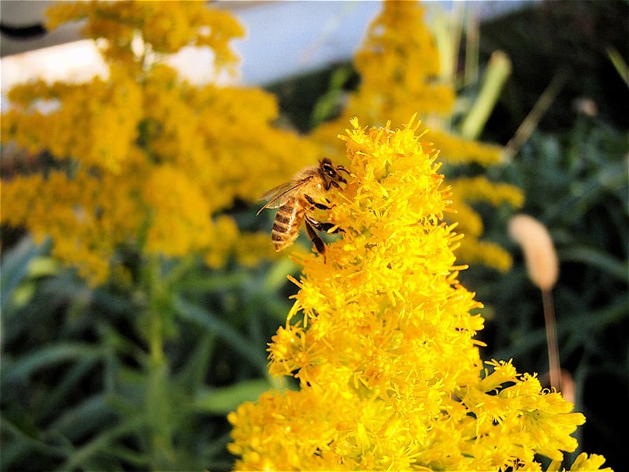 俵養蜂場のアカシア蜂蜜