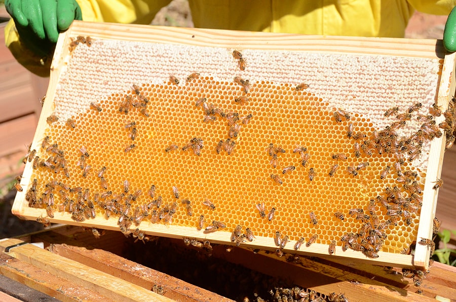 俵養蜂場のアカシア蜂蜜